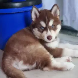 JUAL ANJING SIBERIAN HUSKY