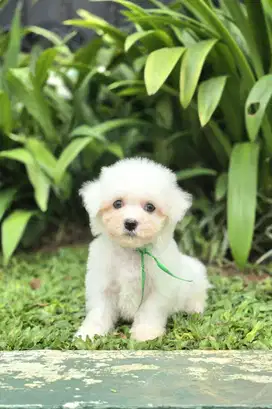 Ready 3 Bichon Frise Puppies Jantan Stambum Vaksin