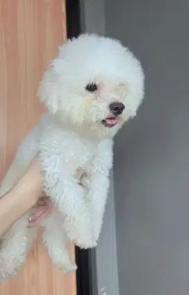 Anjing bichon jantan 1 tahun