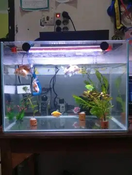 [BISA NEGO] AQUARIUM 50x30x35