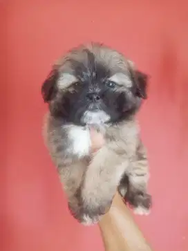 SHIHTZU MIX POM / SHIPOM