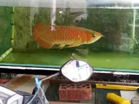 Arwana super red chili