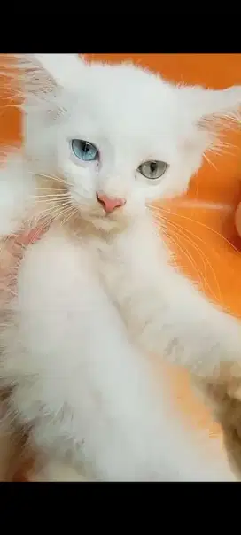 kucing mata beda warna dan kuning