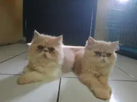 Peaknose Orange Cream