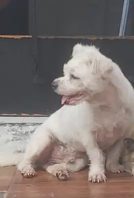 Open adopt puppies Shitzu