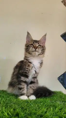 Mainecoon Line ped Betina