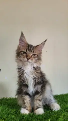 Mainecoon Line ped import