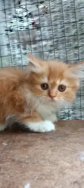 kitten persia rangka besar
