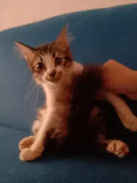 Kitten persia 3 bulan jantan