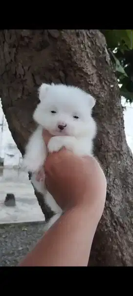Minipom jantan nonstambum