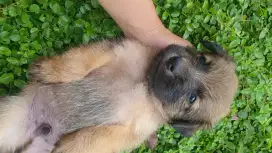Baby doggy lucu