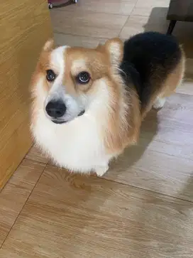 Dijual Anjing Corgi Jantan Tricolour Usia 2.5 th