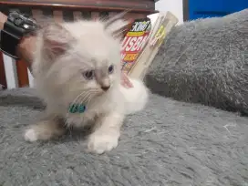 Kitten himalaya ready adopt