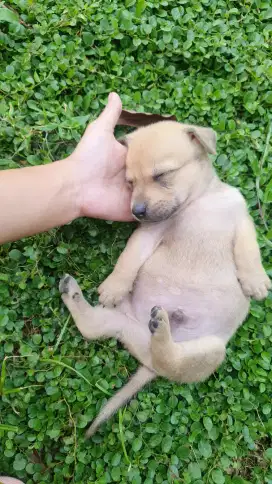 Baby doggy warna cream