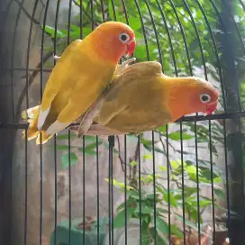 Pasangan lovebird siap kawin/diternakkan.