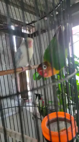 Lovebird sepasang