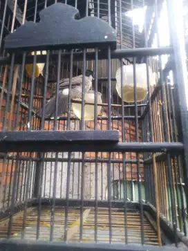 Kutilang garuda
