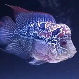 Louhan SRM(Magma) Short Body gen import