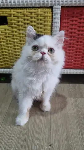 Kitten persia flatnose betina lucu