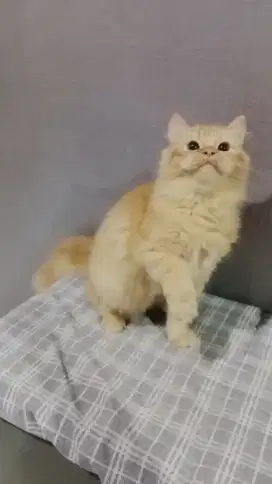 Lepas adopt persian 4 bulan jantan