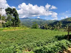 Tanah kebun view bagus, ke jalan raya 350 mtr