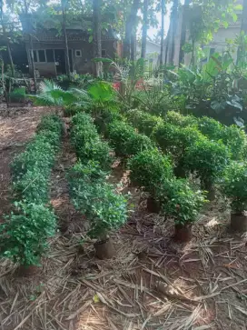 Tanaman hias pohon tetehan pagar bulat