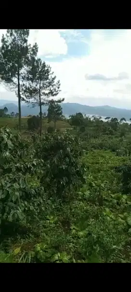 Jual tanah darma