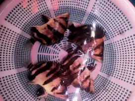 ikan harimau sumatra