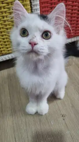 Kucing persia jantan kitten