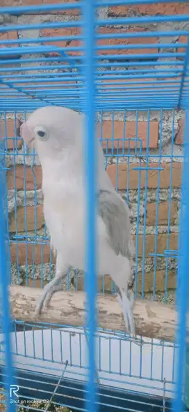 Burung Lovebird Full set