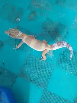 Gecko sunglow carrot