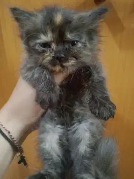 Flatnose tortie