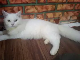 Flatnose jantan