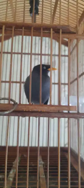 Jalak kebo mata semi putih