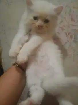 Persia flatnose