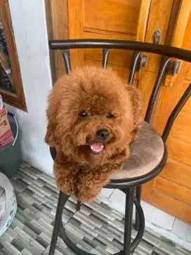Red toy poodle jantan super red 11 bulan