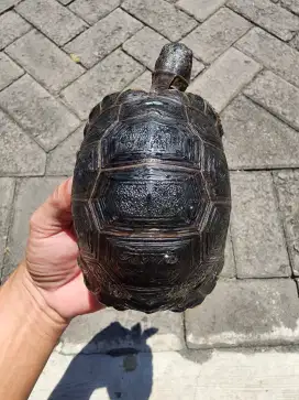 Aldabra 11 cm os simetris muluss