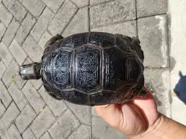 Aldabra cakep 9.5 cm os simetris