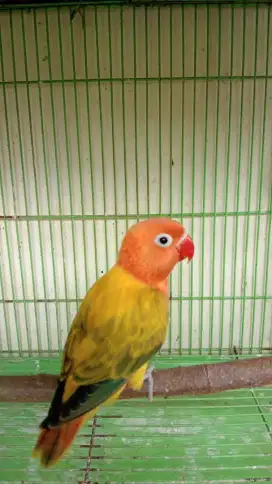 Lovebird Bio Ewing Gold