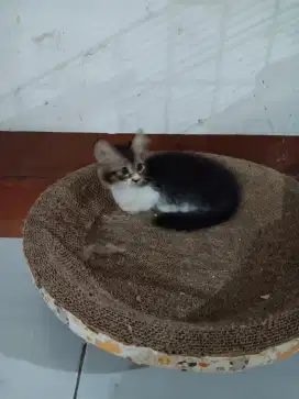 Munchkin betina
