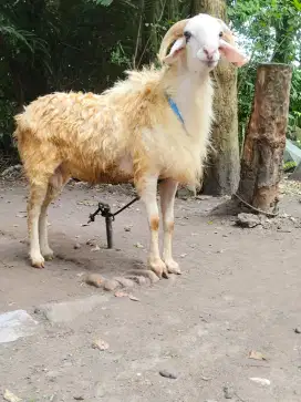 Kambing Qurban Gagah Gemuk