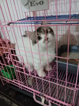 Pejantan munchkin