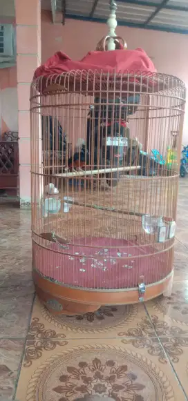 Jual murai bhodi big