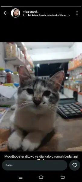 Kucing persia 3 bulan betina