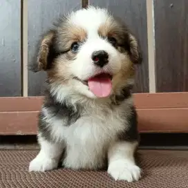 Jual corgi jantan