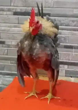 Ayam Serama Ori