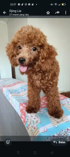 Anjing red toys pudel ori betina no. Stb