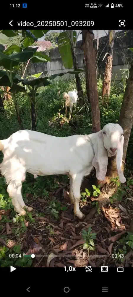 Etawa senduro Putih