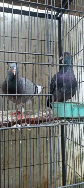 Burung merpati 2psng,, anak 1