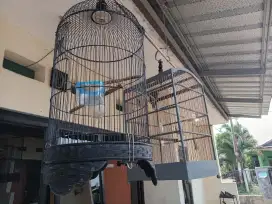 Kenari umur 4 bulan